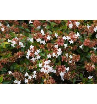 ABELİA GRANDİFLORA ürünümüz - Floryalı Botanik Peyzaj