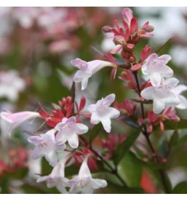 ABELİA GRANDİFLORA isimli ürünümüz