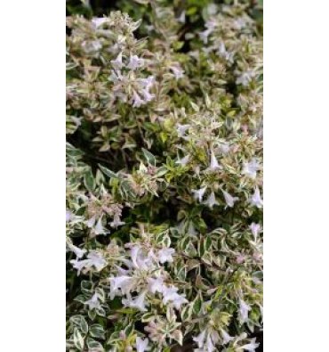 ABELİA X GRANDİFLORA 'CONFETTİ' isimli ürünümüz