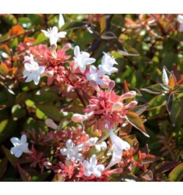 ABELİA X GRANDİFLORA 'PROSTRATA' ürünümüz - Floryalı Botanik Peyzaj