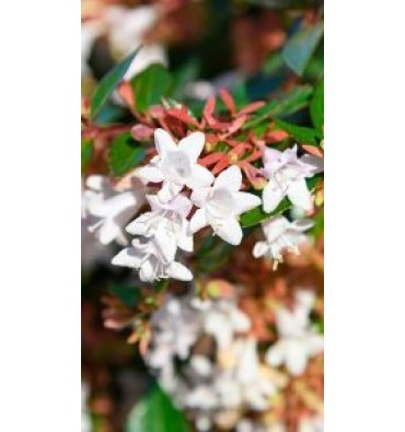 ABELİA X GRANDİFLORA 'PROSTRATA' isimli ürünümüz