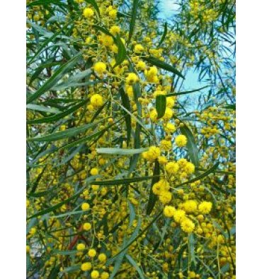 ACACİA CYANOPHYLLA ürünümüz - Floryalı Botanik Peyzaj