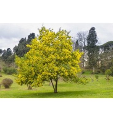 ACACİA DEALBATA ürünümüz - Floryalı Botanik Peyzaj