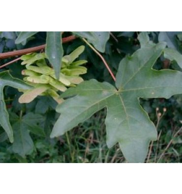 ACER CAMPESTRE isimli ürünümüz