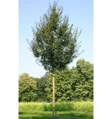 ACER CAMPESTRE ürünümüz - Floryalı Botanik Peyzaj