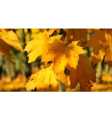 ACER PLATANOİDES isimli ürünümüz