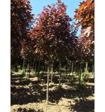 ACER PLATANOİDES -CRİMSON KİNG ürünümüz - Floryalı Botanik Peyzaj