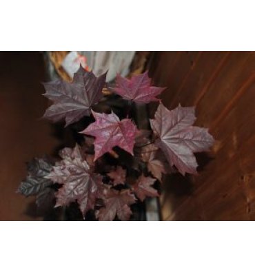 ACER PLATANOİDES -CRİMSON KİNG isimli ürünümüz