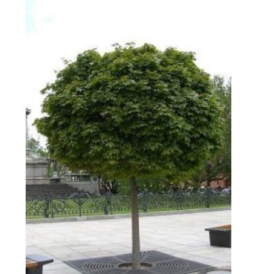 ACER PLATANOİDES -GLOBOSUM ürünümüz - Floryalı Botanik Peyzaj
