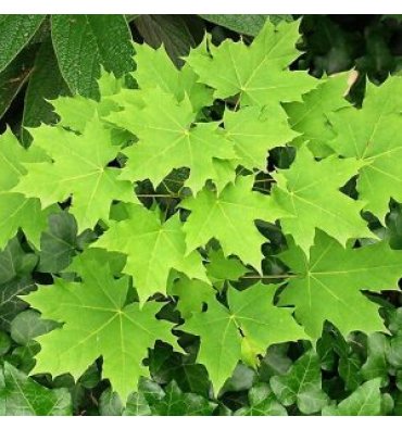 ACER PLATANOİDES -GLOBOSUM isimli ürünümüz