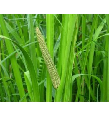ACORUS CALAMUS isimli ürünümüz