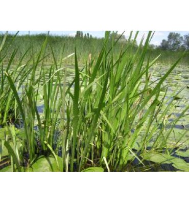 ACORUS CALAMUS ürünümüz - Floryalı Botanik Peyzaj