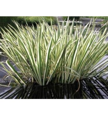 ACORUS CALAMUS 'VARİEGATA' isimli ürünümüz