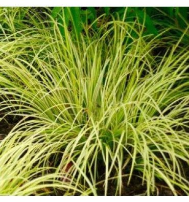 ACORUS GRAMİNEUS ürünümüz - Floryalı Botanik Peyzaj