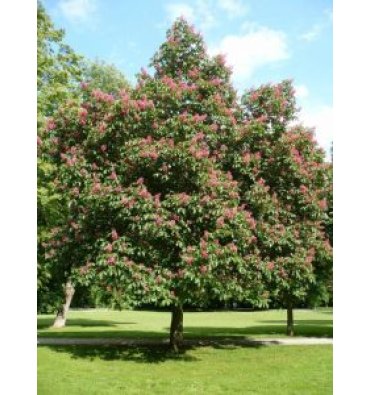 AESCULUS CARNEA ürünümüz - Floryalı Botanik Peyzaj