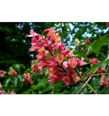 AESCULUS CARNEA isimli ürünümüz