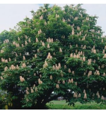 AESCULUS HİPPOCASTANUM ürünümüz - Floryalı Botanik Peyzaj