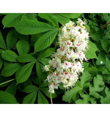 AESCULUS HİPPOCASTANUM isimli ürünümüz