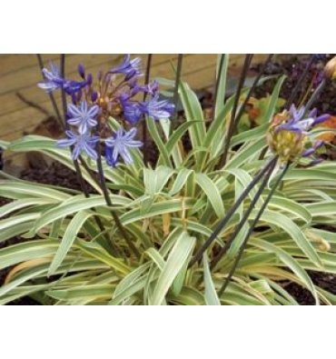 AGAPANTHUS 'GOLD STRİKE' ürünümüz - Floryalı Botanik Peyzaj