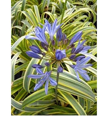 AGAPANTHUS 'GOLD STRİKE' isimli ürünümüz