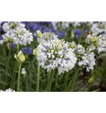 AGAPANTHUS 'QUEEN MUM' ürünümüz - Floryalı Botanik Peyzaj