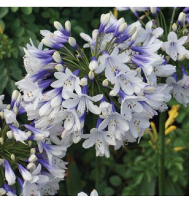 AGAPANTHUS 'QUEEN MUM' isimli ürünümüz