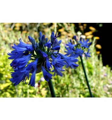 AGAPANTHUS UMBELLATUS 'OVATUS' isimli ürünümüz
