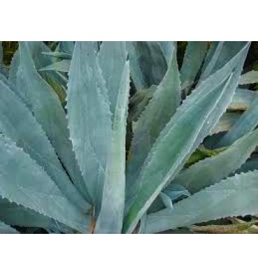 AGAVE AMERİCANA ürünümüz - Floryalı Botanik Peyzaj