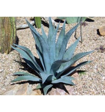 AGAVE AMERİCANA isimli ürünümüz