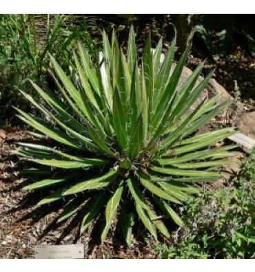 AGAVE FİLİFERA isimli ürünümüz