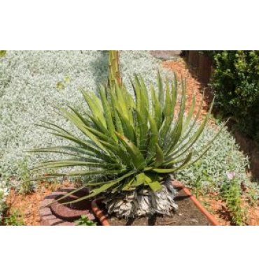 AGAVE FİLİFERA ürünümüz - Floryalı Botanik Peyzaj