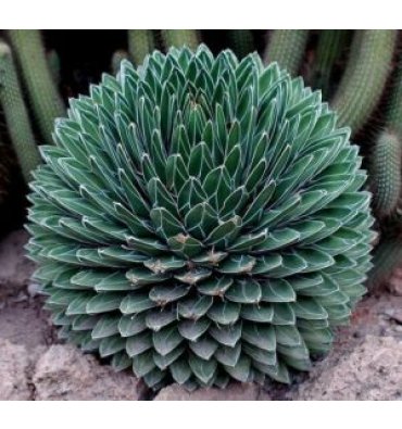 AGAVE VİCTORİAE-REGİNAE isimli ürünümüz