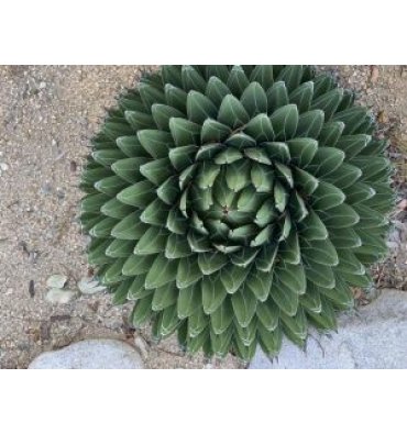 AGAVE VİCTORİAE-REGİNAE ürünümüz - Floryalı Botanik Peyzaj