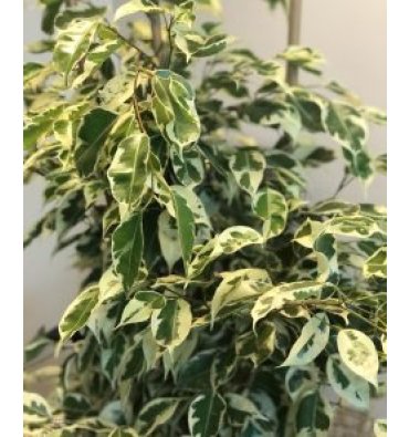 FICUS BENJAMİNA STARLİGHT ürünümüz - Floryalı Botanik Peyzaj
