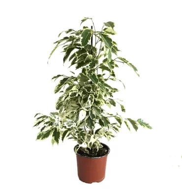 FICUS BENJAMİNA STARLİGHT ürünümüz - Floryalı Botanik Peyzaj