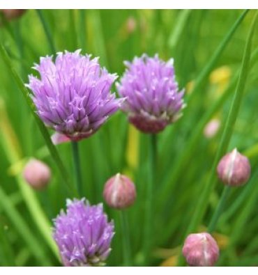 ALLİUM SCHOENOPRASUM isimli ürünümüz