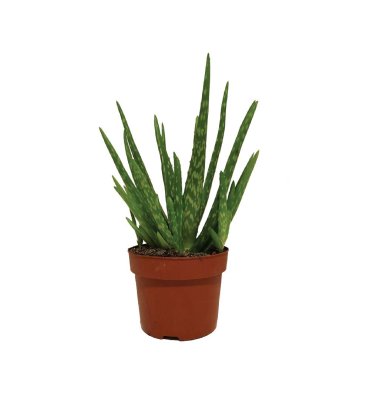 ALOE VERA ürünümüz - Floryalı Botanik Peyzaj
