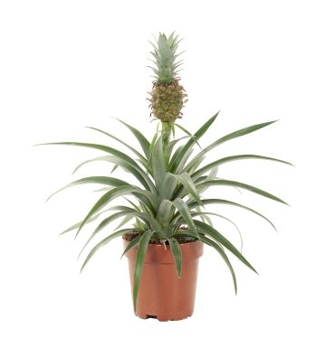 ANANAS COMOSUS ürünümüz - Floryalı Botanik Peyzaj