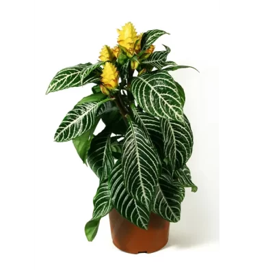 APHELANDRA SQUAROSSA ürünümüz - Floryalı Botanik Peyzaj