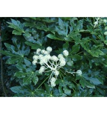 ARALİA JAPONİCA ürünümüz - Floryalı Botanik Peyzaj
