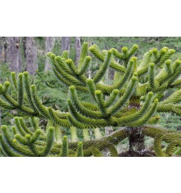 ARAUCARİA ARAUCANA ürünümüz - Floryalı Botanik Peyzaj