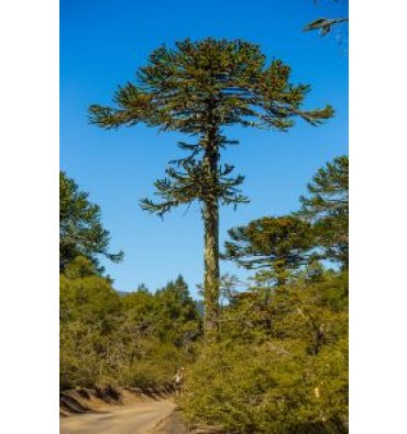 ARAUCARİA ARAUCANA isimli ürünümüz