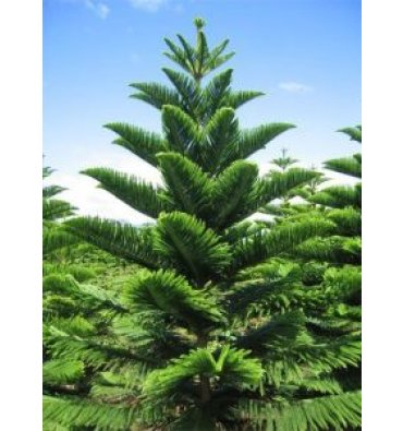 ARAUCARİA EXCELSA isimli ürünümüz