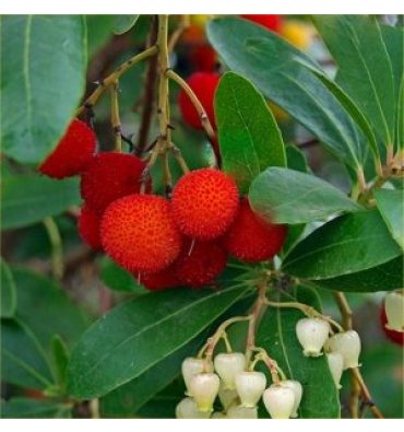 ARBUTUS UNEDO ürünümüz - Floryalı Botanik Peyzaj