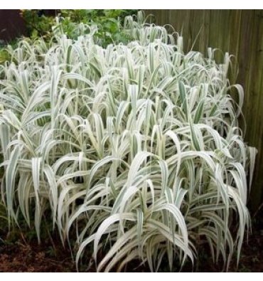 ARUNDO DONAX 'VARİEGATA' ürünümüz - Floryalı Botanik Peyzaj