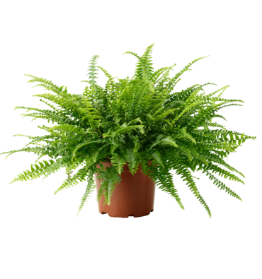 NEPHROLEPİS EXALTATA ürünümüz - Floryalı Botanik Peyzaj