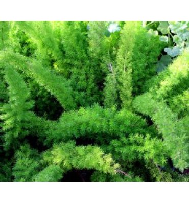 ASPARAGUS DENSİFLORUS 'MEYERİİ' ürünümüz - Floryalı Botanik Peyzaj