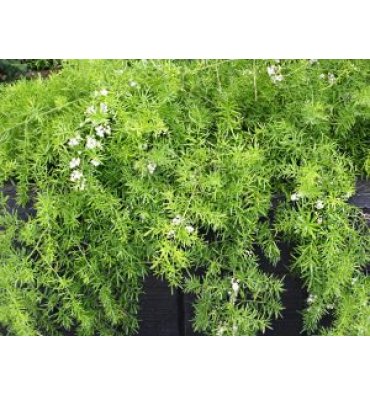 ASPARAGUS DENSİFLORUS 'SPRENGERİ' ürünümüz - Floryalı Botanik Peyzaj