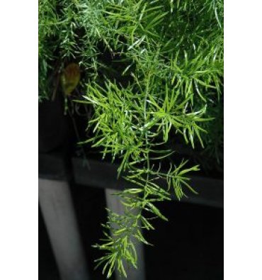ASPARAGUS DENSİFLORUS 'SPRENGERİ' isimli ürünümüz