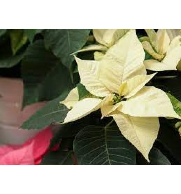 POINSETTIA ürünümüz - Floryalı Botanik Peyzaj